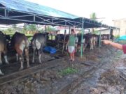 Harga Hewan Kurban di Sangatta, Kambing Mulai Rp 3 Juta dan Sapi Rp 16 Juta
