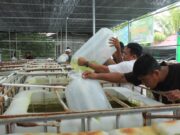 Poktan Dusun Sidrap Kutim Dapat Bantuan Ribuan Bibit Ikan dan Pohon Buah dari Pemprov Kaltim
