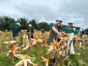 Dua Anak Usaha Astra Agro Panen Perdana Jagung di Muara Wahau – Pemkab Kutim Apresiasi, Dukung Program Asta Cita Presiden RI