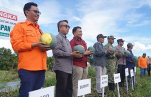 Panen Semangka di Kaubun, Bupati Ardiansyah Dorong Capaian Swasembada Pangan