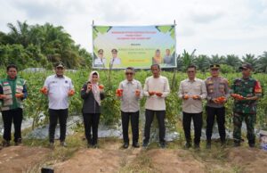 Panen Tomat Kandolo, Bukti Nyata Pembinaan Hortikultura Dorong Pendapatan Petani