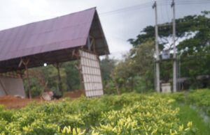 Menginspirasi, Cabai dari Pekarangan Sueb jadi Nafas Ekonomi Keluarga