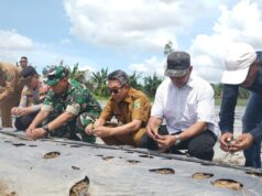 Ditanami 6.000 Melon, Teluk Pandan Didorong Jadi Sentra Hortikultura