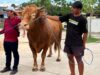 Sapi Presiden RI Hampir Satu Ton untuk Warga Kutim, Bupati Minta Distribusi dan Dokumentasi Transparan