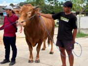 Sapi Presiden RI Hampir Satu Ton untuk Warga Kutim, Bupati Minta Distribusi dan Dokumentasi Transparan