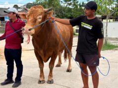 Sapi Presiden RI Hampir Satu Ton untuk Warga Kutim, Bupati Minta Distribusi dan Dokumentasi Transparan