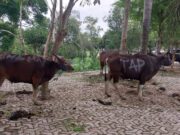 14 Sapi Kurban Disembelih di Masjid Agung Al-Faruq Sangatta