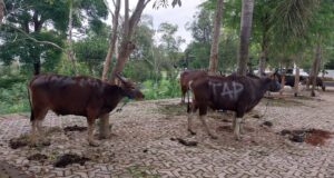 14 Sapi Kurban Disembelih di Masjid Agung Al-Faruq Sangatta